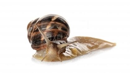يحتوي Intenskin على Mucin Snail